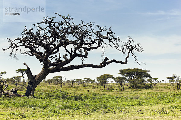 Serengeti Landschaft  Tansania  Afrika