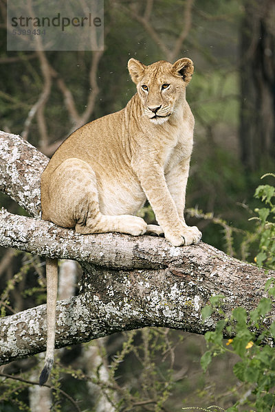 Löwe (Panthera leo) auf Baum  Serengeti  Tansania  Afrika