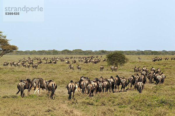 Streifengnus (Connochaetes taurinus)  Serengeti  Tansania  Afrika