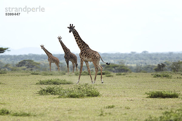 Giraffen (Giraffa camelopardalis)  Serengeti  Tansania  Afrika