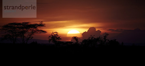 Sonnenuntergang  Serengeti  Tansania  Afrika