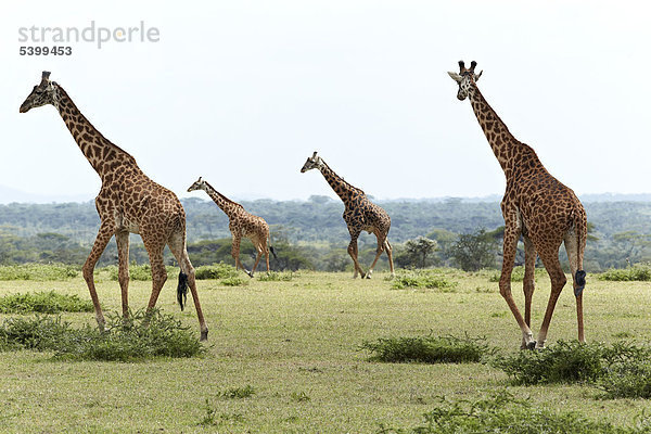 Giraffen (Giraffa camelopardalis)  Serengeti  Tansania  Afrika