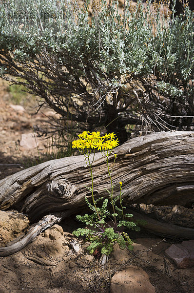 Vereinigte Staaten von Amerika USA Blume Wachstum Grand Canyon Nationalpark North Rim