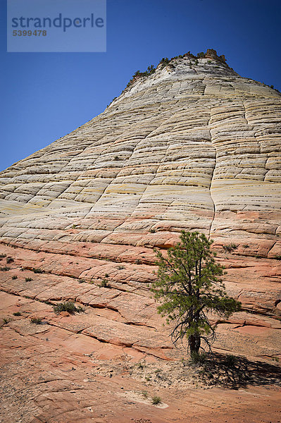 Checkerboard Mesa  Zion Nationalpark  Utah  USA