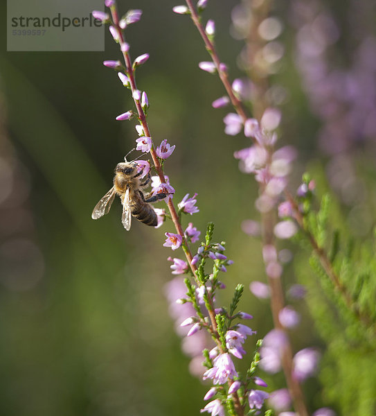 Biene im Heidekraut bei Wilsede  Lüneburger Heide  Niedersachsen  Deutschland  Europa