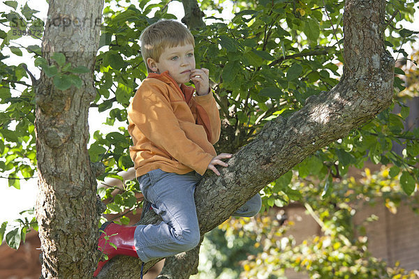 Kleiner Junge klettert auf Baum