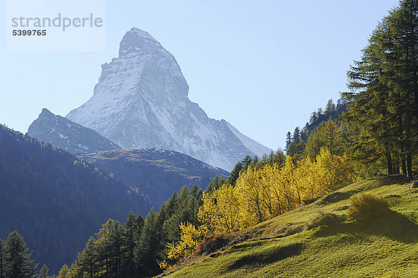 Matterhorn in herbstlich verfärbter Umgebung  Zermatt  Wallis  Schweiz  Europa
