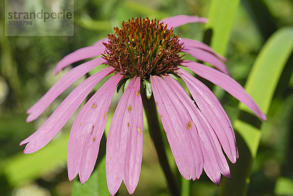 Blüte Purpurner Sonnenhut (Echinacea purpurea)  Arzneipflanze zur Immunstimulation