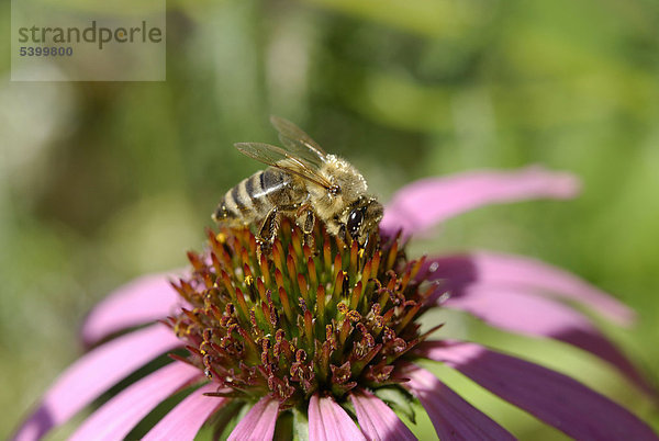 Biene (Apis melifera) mit Varoamilbe (Varoa destructor syn jacobsoni) auf Vorderbein auf Purpurner Sonnenhut (Echinacea purpurea)  Arzneipflanze zur Immunstimulation