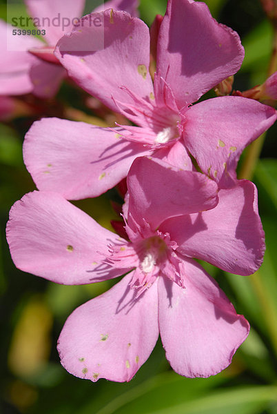 Rosa Blüten eines Oleander (Nerium oleander)  Arzneipflanze Herzglykoside