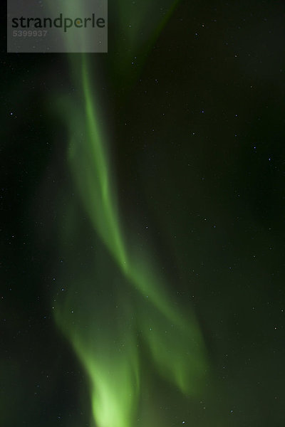 Überkopf  wirbelnde grüne nördliche Polarlichter  Aurora borealis  bei Whitehorse  Yukon Territory  Kanada  Amerika