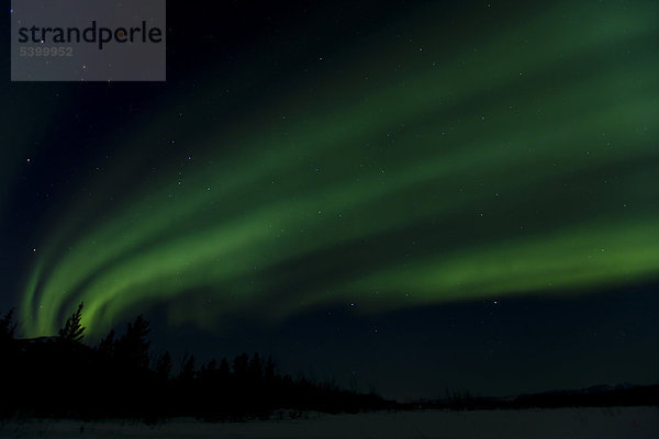 Wirbelnde grüne nördliche Polarlichter  Aurora borealis  bei Whitehorse  Yukon Territory  Kanada  Amerika