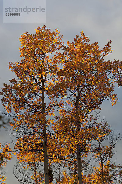 Farbaufnahme Farbe Herbst Yukon Espe Populus tremula Pappel