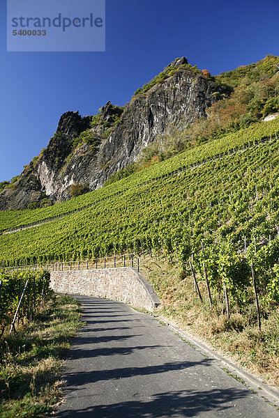 Weinreben  Weinhänge  Weinanbau am Drachenfels  Siebengebirge  Bad Honnef  Nordrhein-Westfalen  Deutschland  Europa