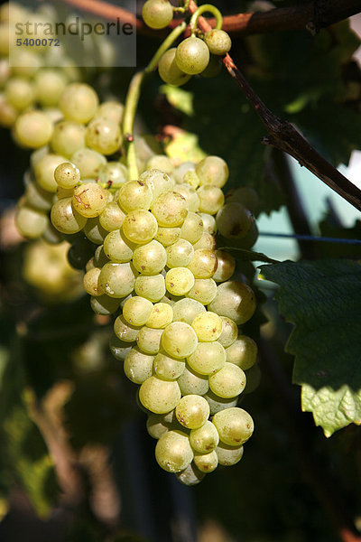 Erntereife Weintrauben  Weinreben  Weinhänge  Weinanbau am Drachenfels  Siebengebirge  Bad Honnef  Nordrhein-Westfalen  Deutschland  Europa