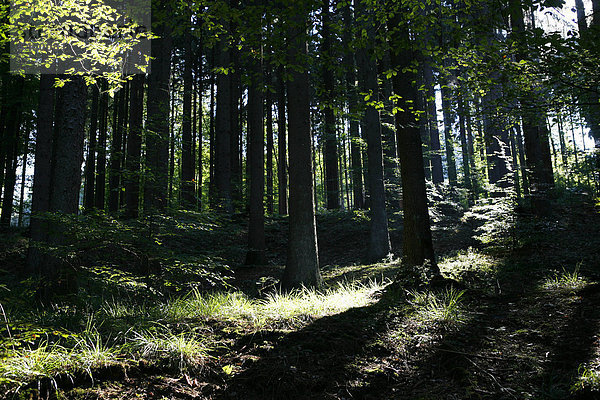 Wald im Siebengebirge bei Bad Honnef  Nordrhein-Westfalen  Deutschland  Europa