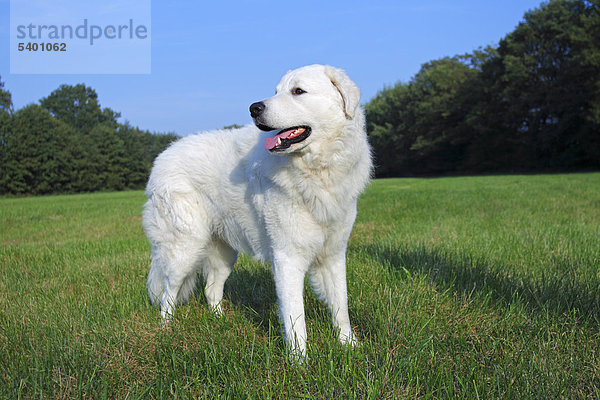 Kuvasz (Canis lupus familiaris)  Rüde  Herdenschutzhund