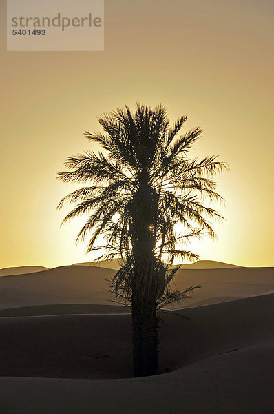 Palme im Gegenlicht bei Sonnenuntergang  Wüste Erg Chebbi  Marokko  Afrika