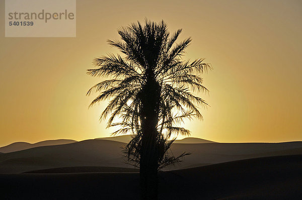 Palme im Gegenlicht bei Sonnenuntergang  Wüste Erg Chebbi  Marokko  Afrika  ÖffentlicherGrund