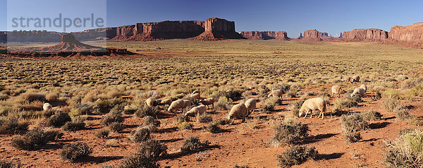 Schaf  Wüste  Landschaft  Navajo  Indian Reservation  Monument Valley  Tribal Park  Arizona  USA  USA  America  Landschaft