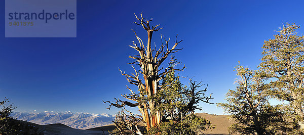 Historisch  Bristelcone  Pinienwald  Inyo  National Forest  Kalifornien  USA  USA  America  Bäume