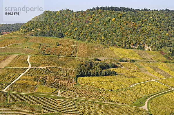 Weinberge  Weinanbaugebiet  Chateau-Chalon  Departement Jura  Franche-Comte  Frankreich  Europa  ÖffentlicherGrund