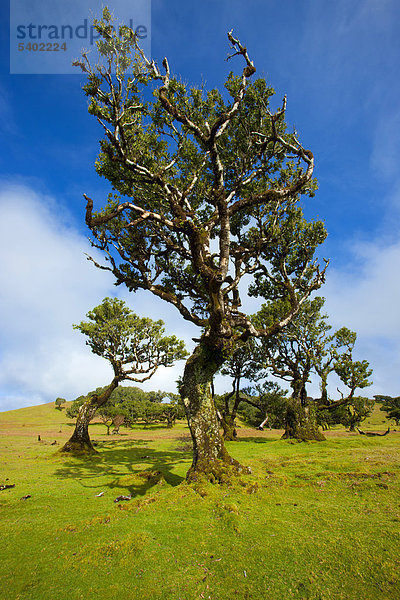 Fanal  Portugal  Europa  Madeira  Plateau  UNESCO  Welt Natur Erbe  Naturschutzgebiet  Bäume  Bucht Bäume  Wald-Weide