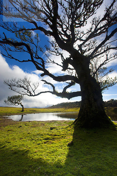 Fanal  Portugal  Europa  Madeira  Plateau  UNESCO  Welt Natur Erbe  Naturschutzgebiet  Bäume  Bucht Bäume  Wald Weide  Teich