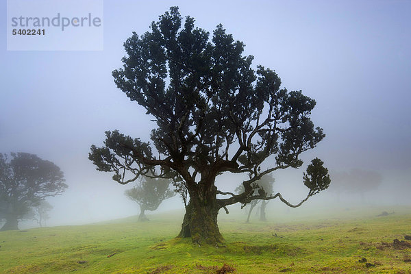Fanal  Portugal  Europa  Madeira  Plateau  UNESCO  Welt Natur Erbe  Naturschutzgebiet  Bäume  Bucht Bäume  Viehweide Wald  Nebel