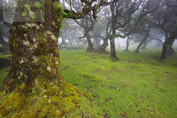 Fanal  Portugal  Europa  Madeira  Plateau  UNESCO  Welt Natur Erbe  Naturschutzgebiet  Bäume  Bucht Bäume  Viehweide Wald  Nebel  Moos