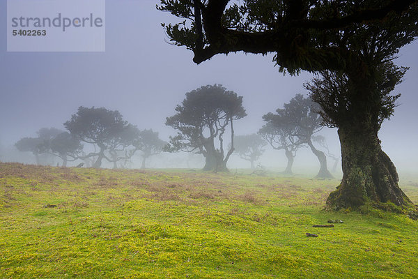 Fanal  Portugal  Europa  Madeira  Plateau  UNESCO  Welt Natur Erbe  Naturschutzgebiet  Bäume  Bucht Bäume  Viehweide Wald  Nebel