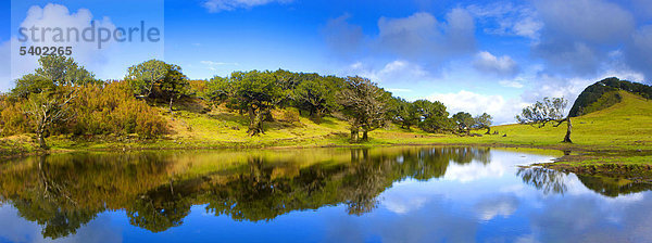 Fanal  Portugal  Europa  Madeira  Plateau  UNESCO  Welt Natur Erbe  Naturschutzgebiet  Bäume  Bucht Bäume  Wald Weide  Teich  Reflexion