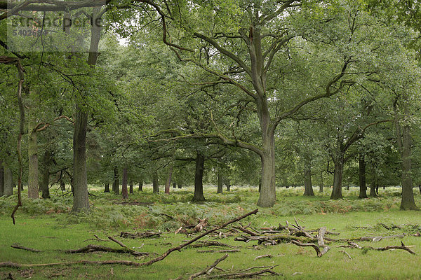 Eichenwald  Naturschutzgebiet Wahner Heide  Troisdorf  Nordrhein-Westfalen  Deutschland  Europa