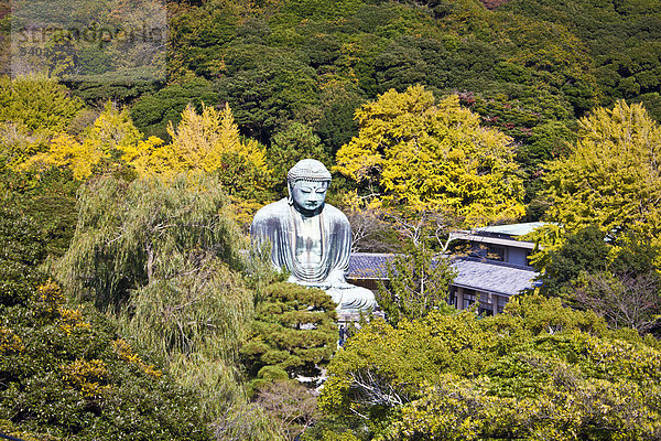 Erhöhte Ansicht Aufsicht Großstadt Wald Religion Holz sehen blicken Asien Buddha Japan Kamakura November