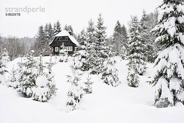Schneebedeckte Tannen und Hütte bei Hinterzarten  Schwarzwald  Baden-Württemberg  Deutschland  Europa
