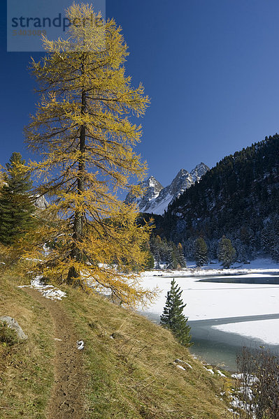 Palpuognasee  Lai da Palpuogna  mit herbstlich verfärbter Lärche  Schnee  Bergün  Albulapass  Kanton Graubünden  Schweiz  Europa Kanton Graubünden