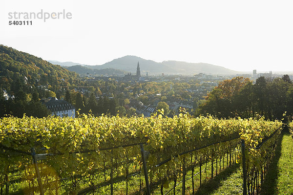 Weinberg  Freiburg im Breisgau  Schwarzwald  Baden-Württemberg  Deutschland  Europa