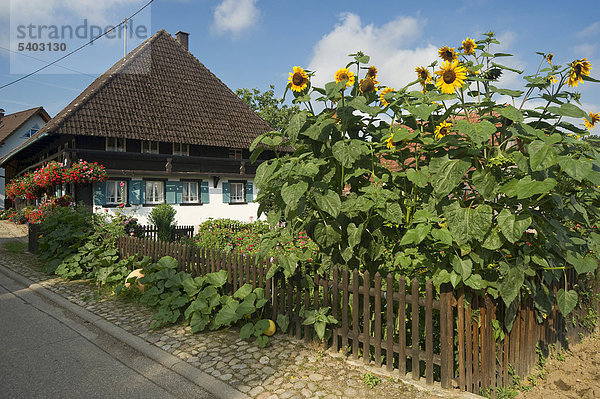 Altes Bauernhaus im Glottertal  Schwarzwald  Baden-Württemberg  Deutschland  Europa