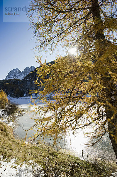 Palpuognasee  Lai da Palpuogna  mit herbstlich verfärbter Lärche  Schnee  Bergün  Albulapass  Kanton Graubünden  Schweiz  Europa Kanton Graubünden