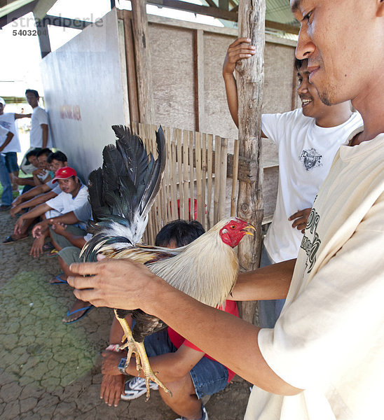 Hahn vor einem Hahnenkampf  Palawan  Philippinen  Südostasien