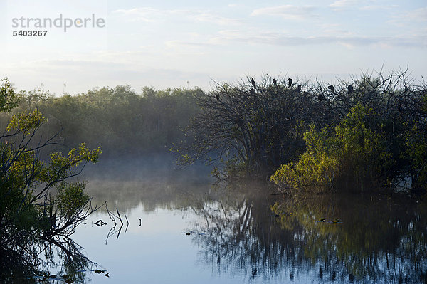 Anhinga Trail in der Morgendämmerung  Everglades  Florida  USA