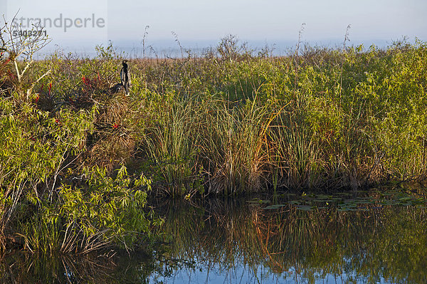 Anhinga Trail  amerikanischer Schlangenhalsvogel (Anhinga anhinga)  Everglades  Florida  USA