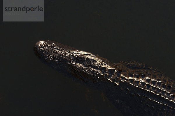 Mississippi-Alligator  Hechtalligator (Alligator mississippiensis)  Anhinga Trail  Everglades  Florida  USA