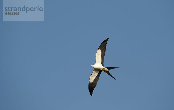 Schwalbenweih (Elanoides forficatus)  Everglades  Florida  USA