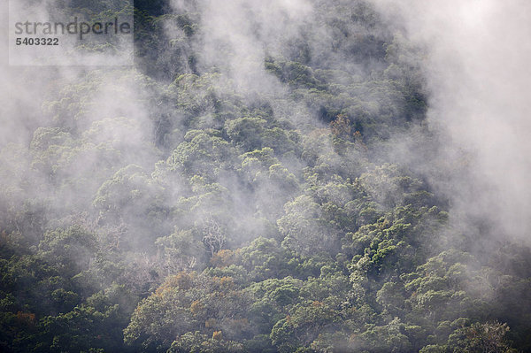 Nebelwald  Savegre  Costa Rica  Mittelamerika