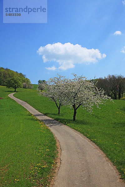 Reisen  Natur  Landwirtschaft  Europa  Schweiz  Baselland  Ackerland  ländlich  ruhig  Scenic  Landschaft  blauer Himmel  Wolke  grün  Frühling  Wiese  Feld  niemand  Kirsche  Baumblüte  Baum  vertikal