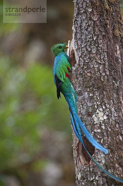 Quetzal (Pharomachrus mocinno)  Männchen bringt Futter ans Nest  zentrales Hochland  Costa Rica  Mittelamerika