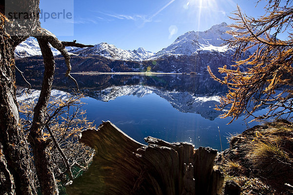 Schweiz  Europa  Engadin  Engadin  Graubünden  Graubünden  Herbst  Silsersee  Wasser  See  Berge  Alpen  alpine  Schnee  Lärche  Baum  blauer Himmel  Sonne  Himmel  Landschaft  alpiner Landschaft