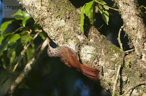 Lanzettstrichel-Baumsteiger (Lepidocolaptes souleyetii)  La Selva  Costa Rica  Mittelamerika