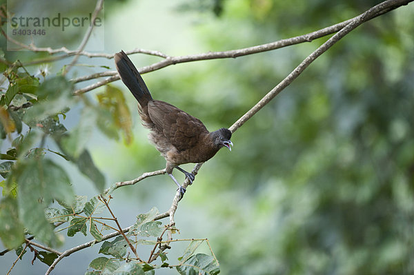 Graukopfguan (Ortalis cinereiceps)  Rancho Naturalista  Costa Rica  Mittelamerika